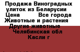 Продажа Виноградных улиток из Беларусии › Цена ­ 250 - Все города Животные и растения » Другие животные   . Челябинская обл.,Касли г.